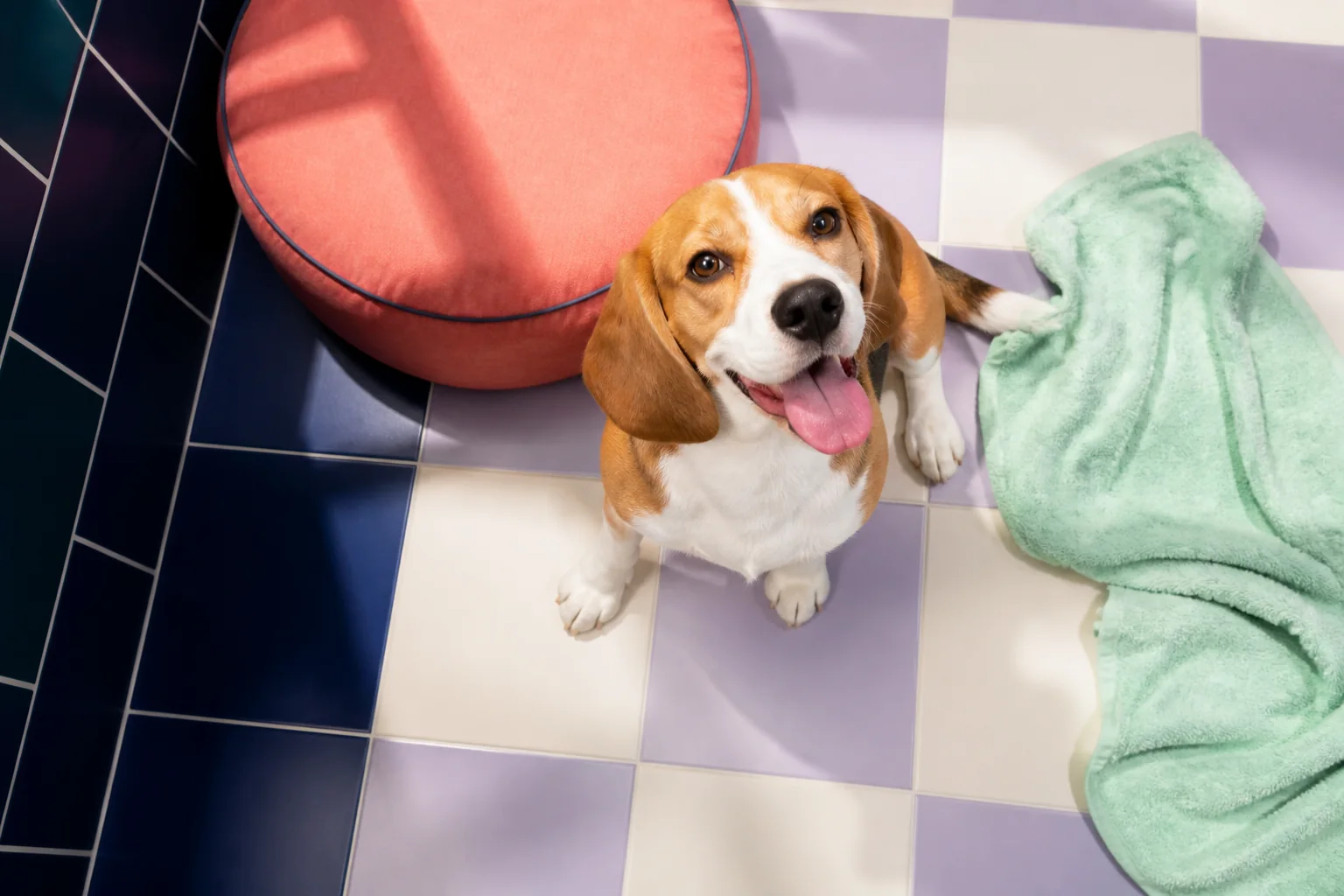 Bakım sonrası neşeli bir beagle